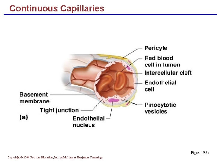 Continuous Capillaries Figure 19. 3 a Copyright © 2004 Pearson Education, Inc. , publishing