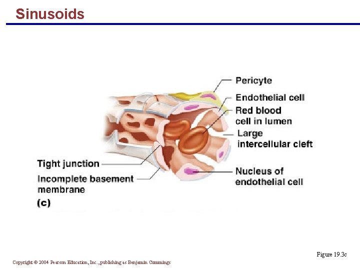 Sinusoids Figure 19. 3 c Copyright © 2004 Pearson Education, Inc. , publishing as