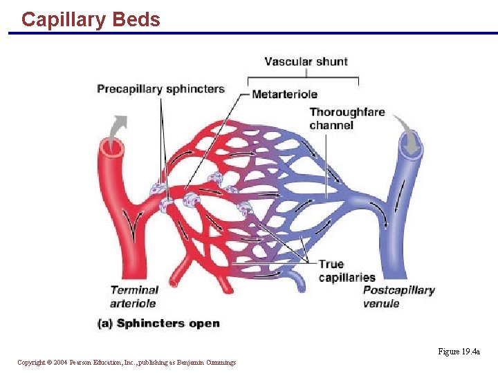Capillary Beds Figure 19. 4 a Copyright © 2004 Pearson Education, Inc. , publishing
