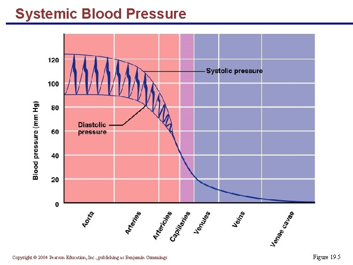 Systemic Blood Pressure Copyright © 2004 Pearson Education, Inc. , publishing as Benjamin Cummings