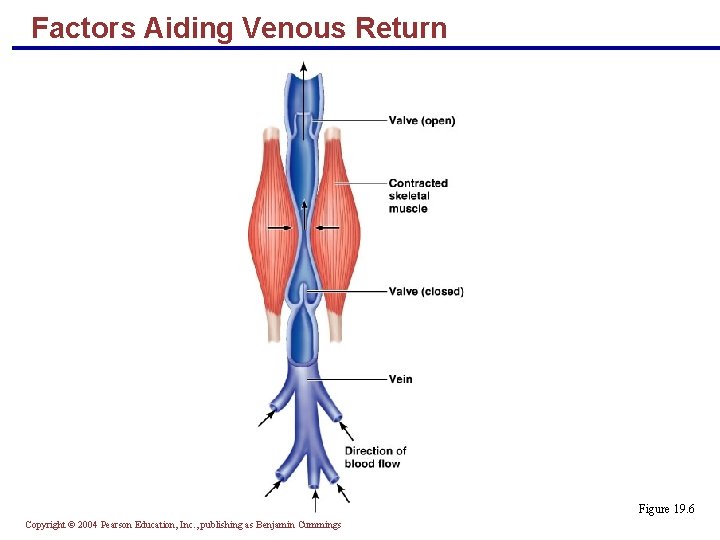 Factors Aiding Venous Return Figure 19. 6 Copyright © 2004 Pearson Education, Inc. ,
