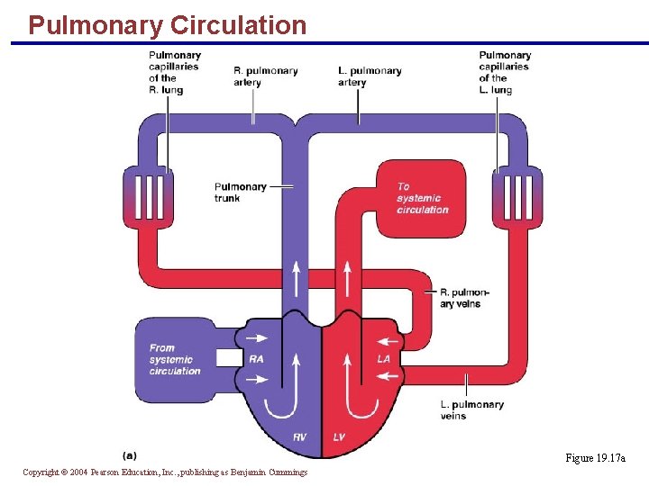 Pulmonary Circulation Figure 19. 17 a Copyright © 2004 Pearson Education, Inc. , publishing