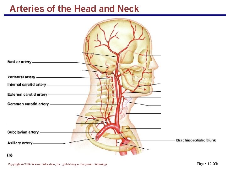 Arteries of the Head and Neck Copyright © 2004 Pearson Education, Inc. , publishing