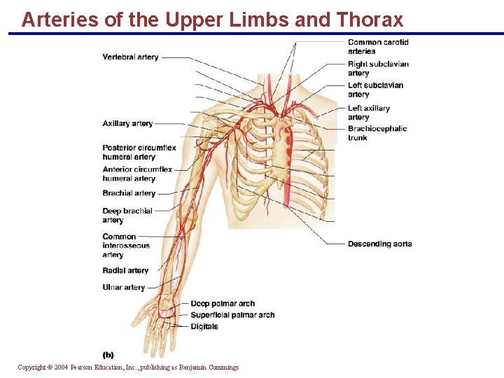 Arteries of the Upper Limbs and Thorax Copyright © 2004 Pearson Education, Inc. ,