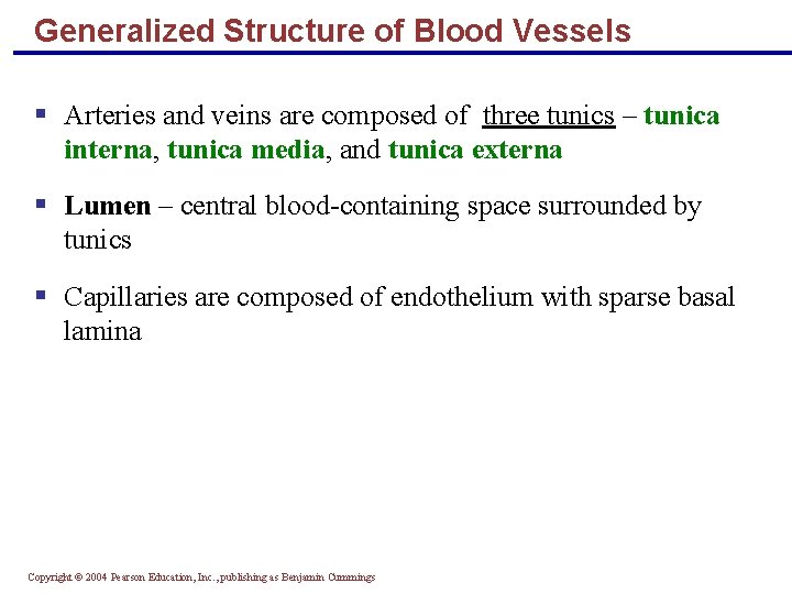 Generalized Structure of Blood Vessels § Arteries and veins are composed of three tunics