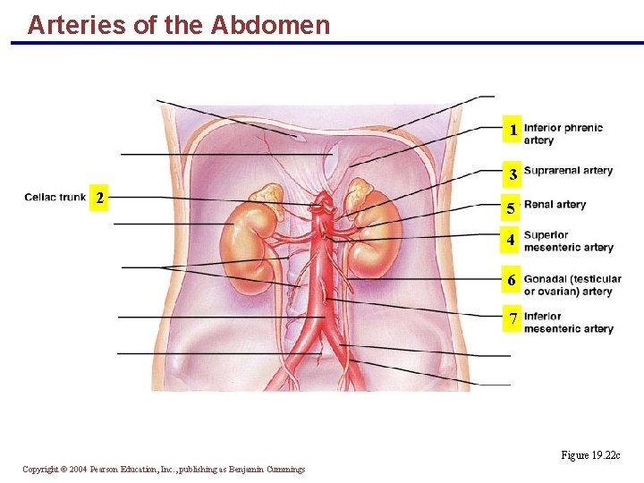 Arteries of the Abdomen 1 3 2 5 4 6 7 Figure 19. 22