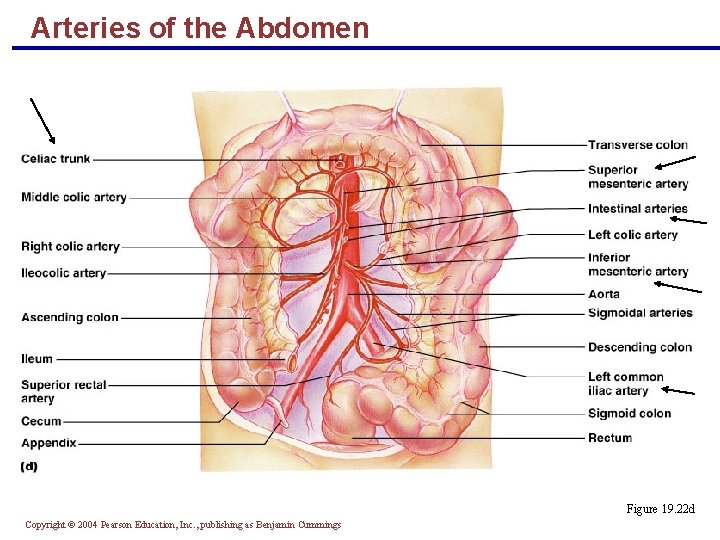 Arteries of the Abdomen Figure 19. 22 d Copyright © 2004 Pearson Education, Inc.