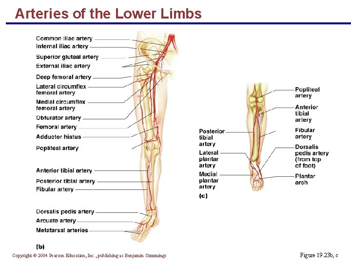 Arteries of the Lower Limbs Copyright © 2004 Pearson Education, Inc. , publishing as