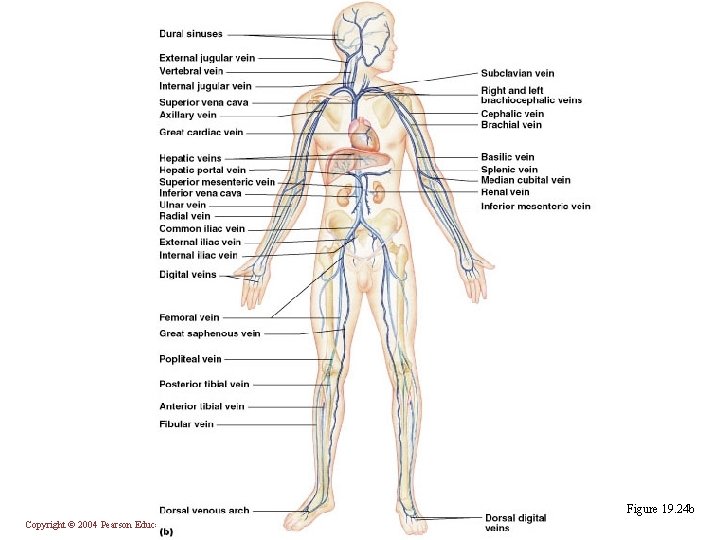 Figure 19. 24 b Copyright © 2004 Pearson Education, Inc. , publishing as Benjamin