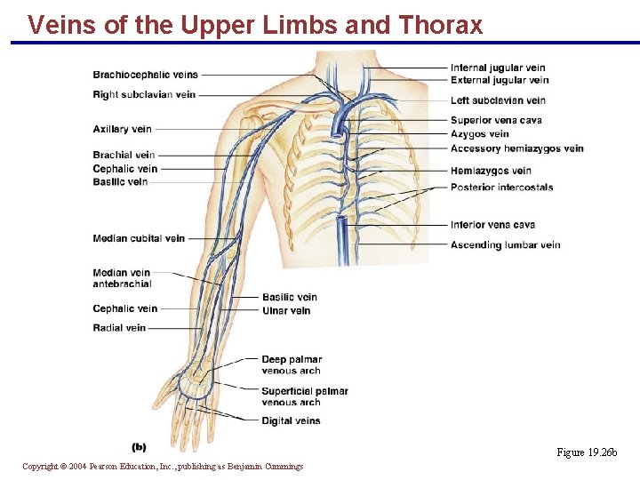 Veins of the Upper Limbs and Thorax Figure 19. 26 b Copyright © 2004