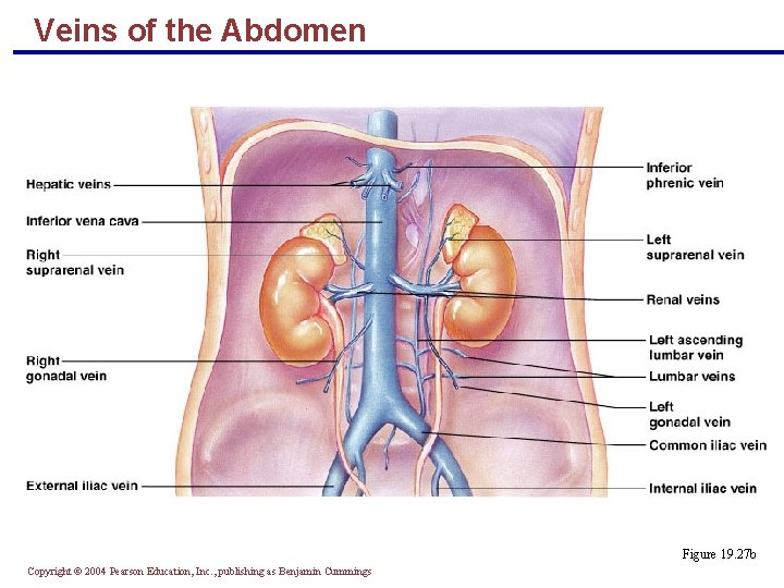 Veins of the Abdomen Figure 19. 27 b Copyright © 2004 Pearson Education, Inc.