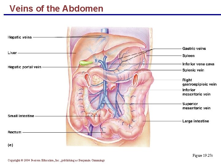 Veins of the Abdomen Figure 19. 27 c Copyright © 2004 Pearson Education, Inc.