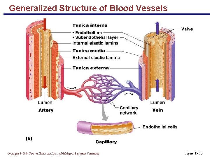 Generalized Structure of Blood Vessels Copyright © 2004 Pearson Education, Inc. , publishing as