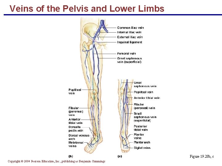Veins of the Pelvis and Lower Limbs Figure 19. 28 b, c Copyright ©