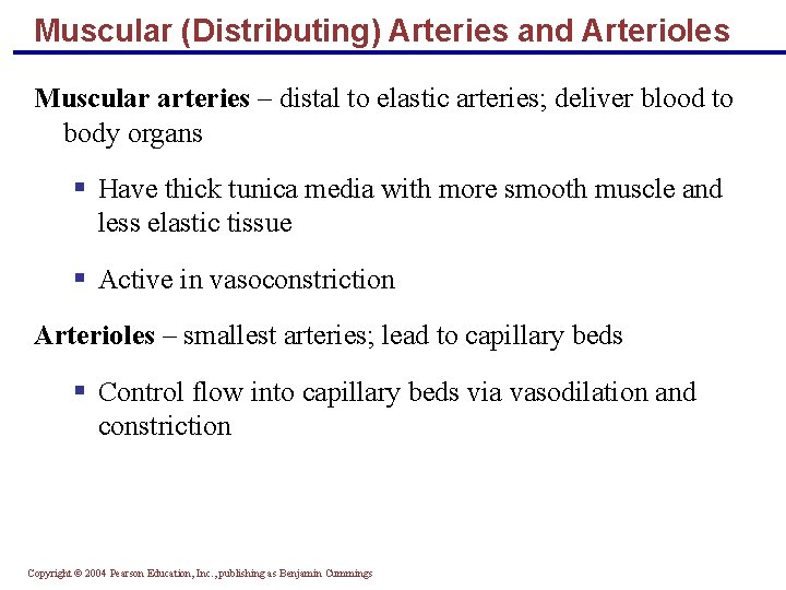 Muscular (Distributing) Arteries and Arterioles Muscular arteries – distal to elastic arteries; deliver blood