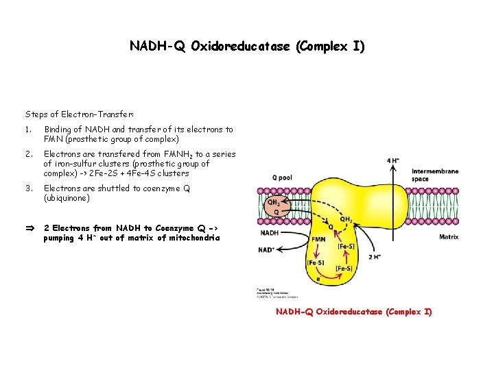 NADH-Q Oxidoreducatase (Complex I) Steps of Electron-Transfer: 1. Binding of NADH and transfer of