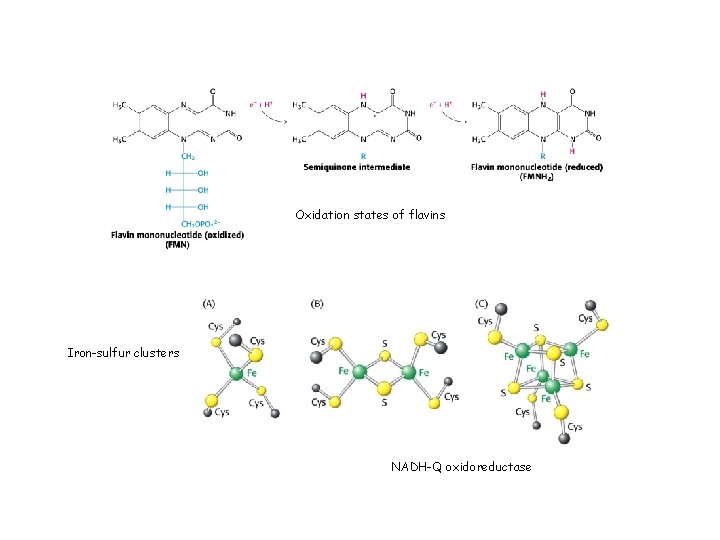 Oxidation states of flavins Iron-sulfur clusters NADH-Q oxidoreductase 