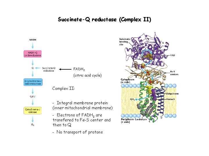 Succinate-Q reductase (Complex II) FADH 2 (citric acid cycle) Complex II: - Integral membrane