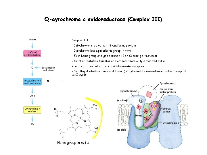 Q-cytochrome c oxidoreductase (Complex III) Complex III: - Cytochrome is a electron - transfering