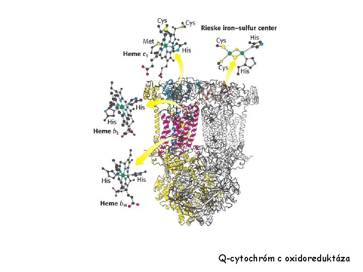 Q-cytochróm c oxidoreduktáza 