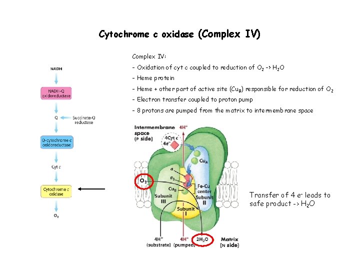 Cytochrome c oxidase (Complex IV) Complex IV: - Oxidation of cyt c coupled to