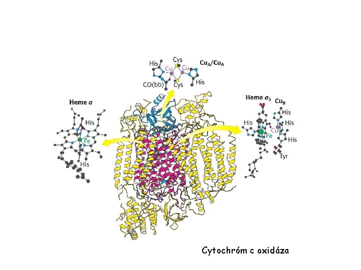 Cytochróm c oxidáza 