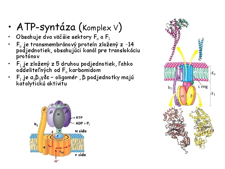  • ATP-syntáza (Komplex V) • • Obsahuje dva väčšie sektory Fo a F