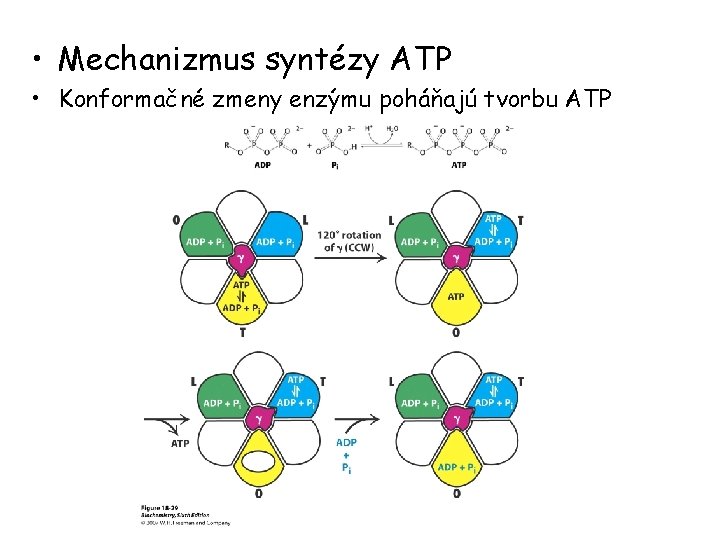  • Mechanizmus syntézy ATP • Konformačné zmeny enzýmu poháňajú tvorbu ATP 