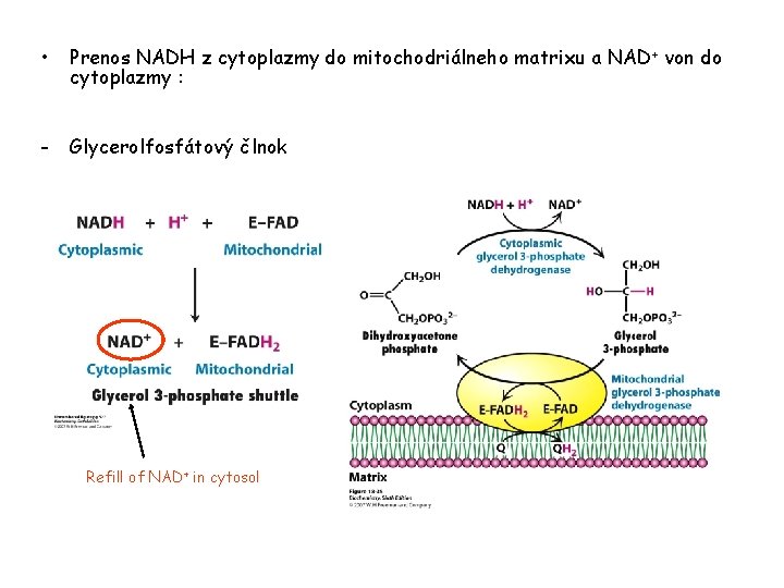  • Prenos NADH z cytoplazmy do mitochodriálneho matrixu a NAD + von do