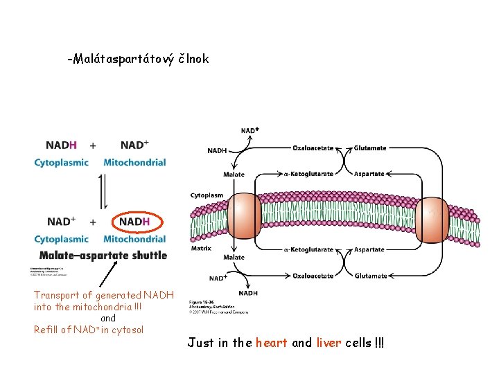 -Malátaspartátový člnok Transport of generated NADH into the mitochondria !!! and + Refill of