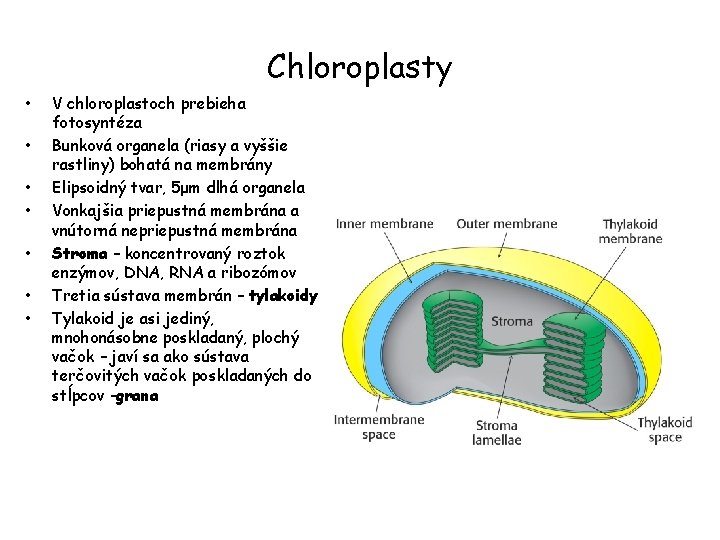 Chloroplasty • • V chloroplastoch prebieha fotosyntéza Bunková organela (riasy a vyššie rastliny) bohatá