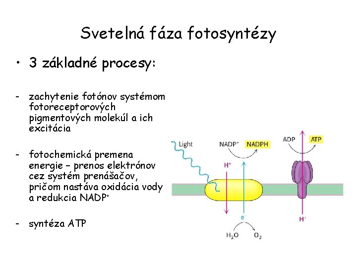 Svetelná fáza fotosyntézy • 3 základné procesy: - zachytenie fotónov systémom fotoreceptorových pigmentových molekúl