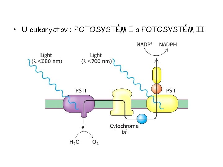  • U eukaryotov : FOTOSYSTÉM I a FOTOSYSTÉM II 