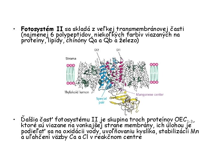 • Fotosystém II sa skladá z veľkej transmembránovej časti (najmenej 6 polypeptidov, niekoľkých