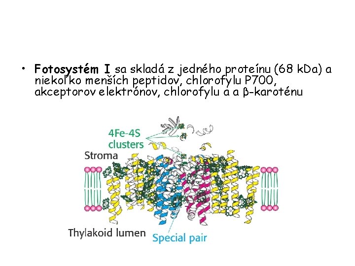  • Fotosystém I sa skladá z jedného proteínu (68 k. Da) a niekoľko