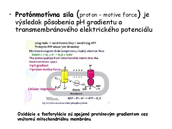  • Protónmotívna sila (proton – motive force) je výsledok pôsobenia p. H gradientu