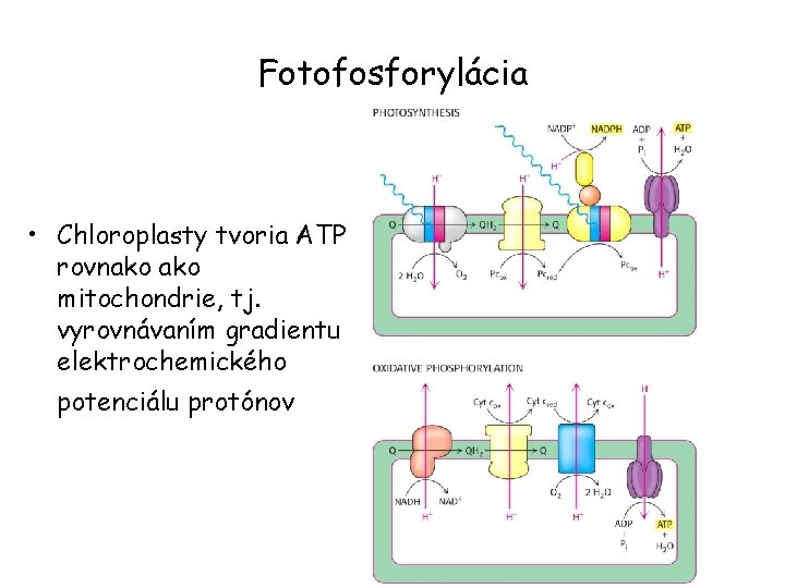 Fotofosforylácia • Chloroplasty tvoria ATP rovnako mitochondrie, tj. vyrovnávaním gradientu elektrochemického potenciálu protónov 