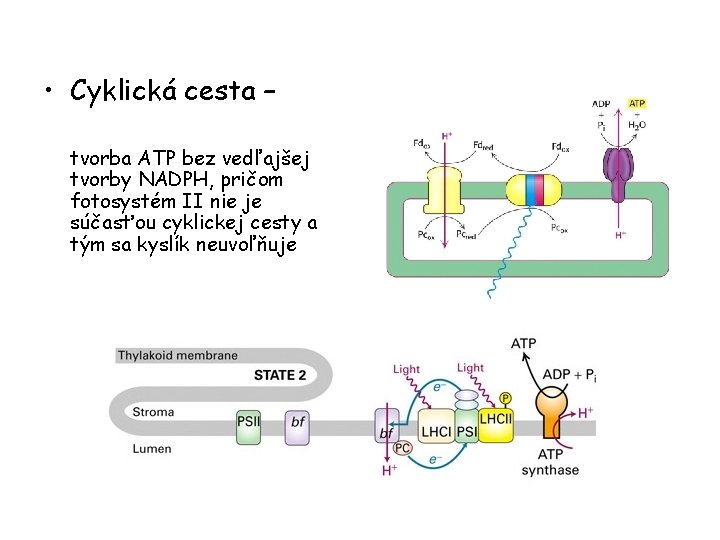  • Cyklická cesta – tvorba ATP bez vedľajšej tvorby NADPH, pričom fotosystém II