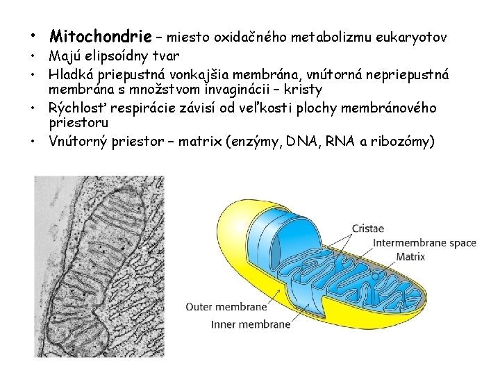  • Mitochondrie – miesto oxidačného metabolizmu eukaryotov • Majú elipsoídny tvar • Hladká