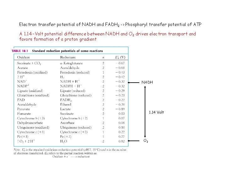 Electron transfer potential of NADH and FADH 2 -> Phosphoryl transfer potential of ATP