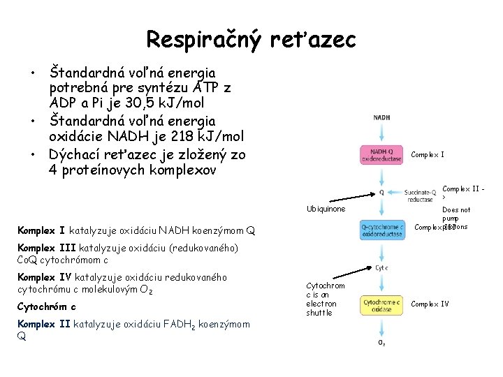 Respiračný reťazec • Štandardná voľná energia potrebná pre syntézu ATP z ADP a Pi