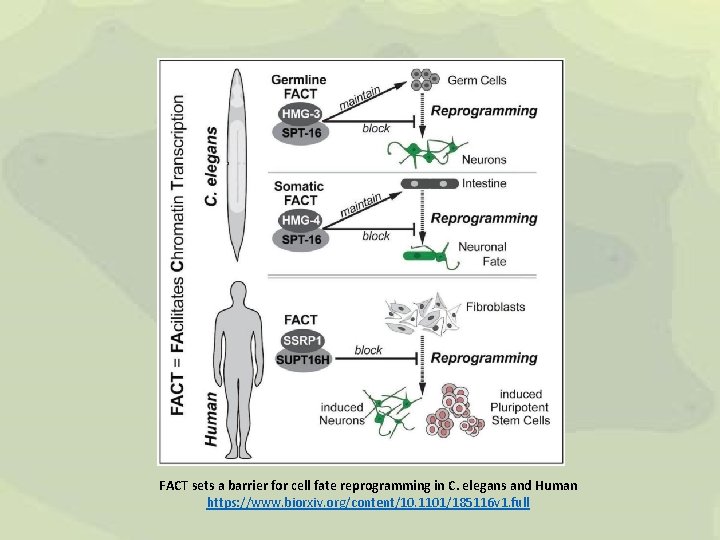 FACT sets a barrier for cell fate reprogramming in C. elegans and Human https: