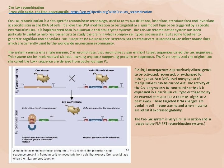 Cre-Lox recombination From Wikipedia, the free encyclopedia https: //en. wikipedia. org/wiki/Cre-Lox_recombination Cre-Lox recombination is