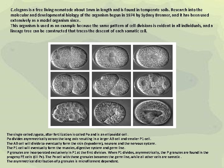 C. elegans is a free living nematode about 1 mm in length and is