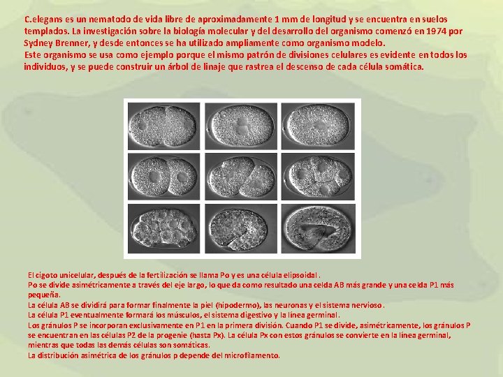 C. elegans es un nematodo de vida libre de aproximadamente 1 mm de longitud