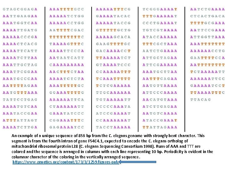 An example of a unique sequence of 856 bp from the C. elegans genome