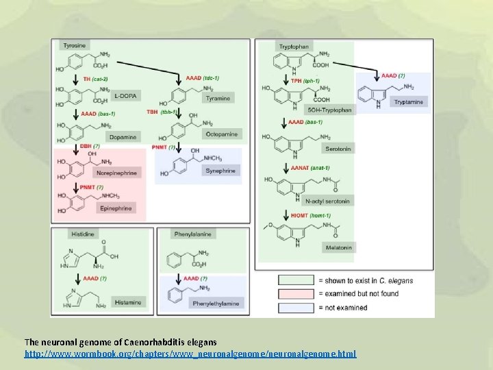 The neuronal genome of Caenorhabditis elegans http: //www. wormbook. org/chapters/www_neuronalgenome/neuronalgenome. html 