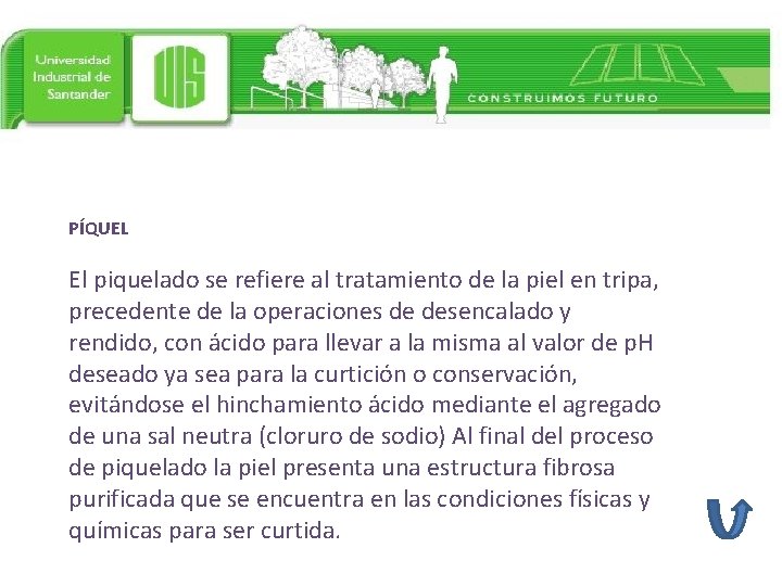 PÍQUEL El piquelado se refiere al tratamiento de la piel en tripa, precedente de