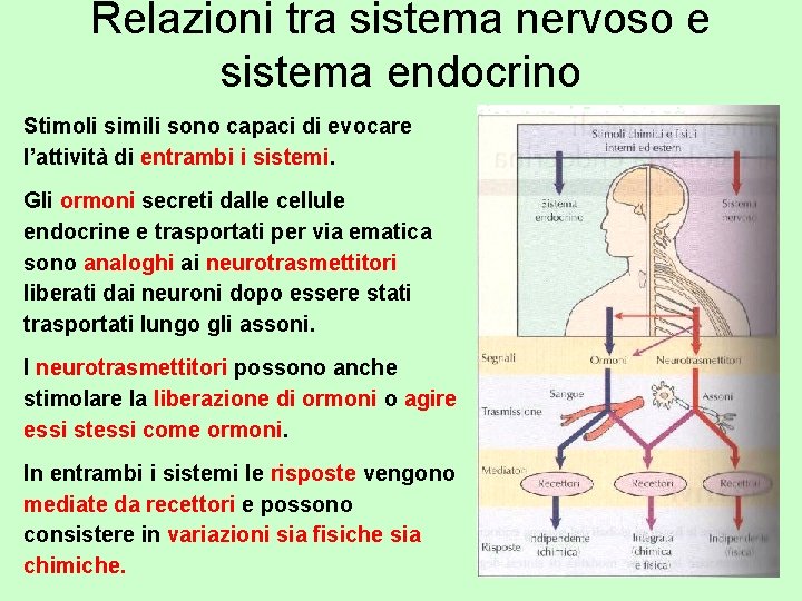 Relazioni tra sistema nervoso e sistema endocrino Stimoli simili sono capaci di evocare l’attività