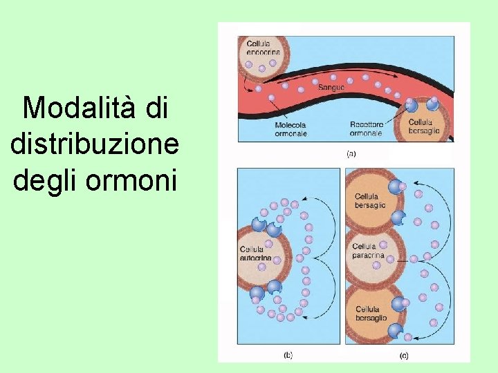 Modalità di distribuzione degli ormoni 